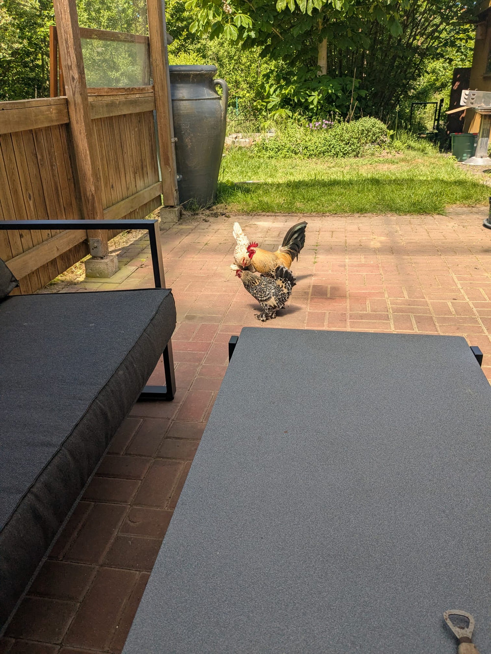 Originalfoto: Hahn und Henne auf einer Terrasse im Garten – Vorlage für die Gravur