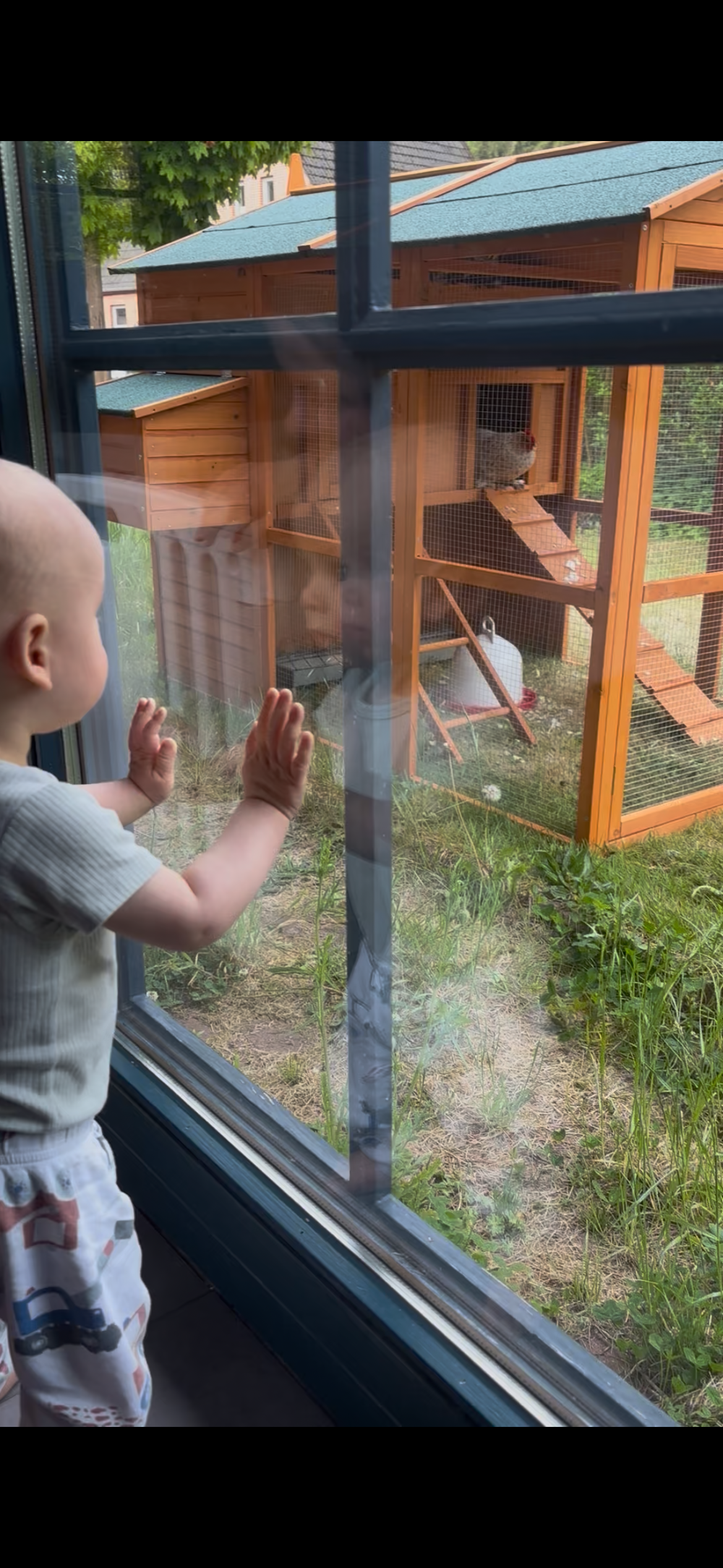 Originalfoto: Kleinkind schaut durch ein Fenster auf den Hühnerstall im Garten