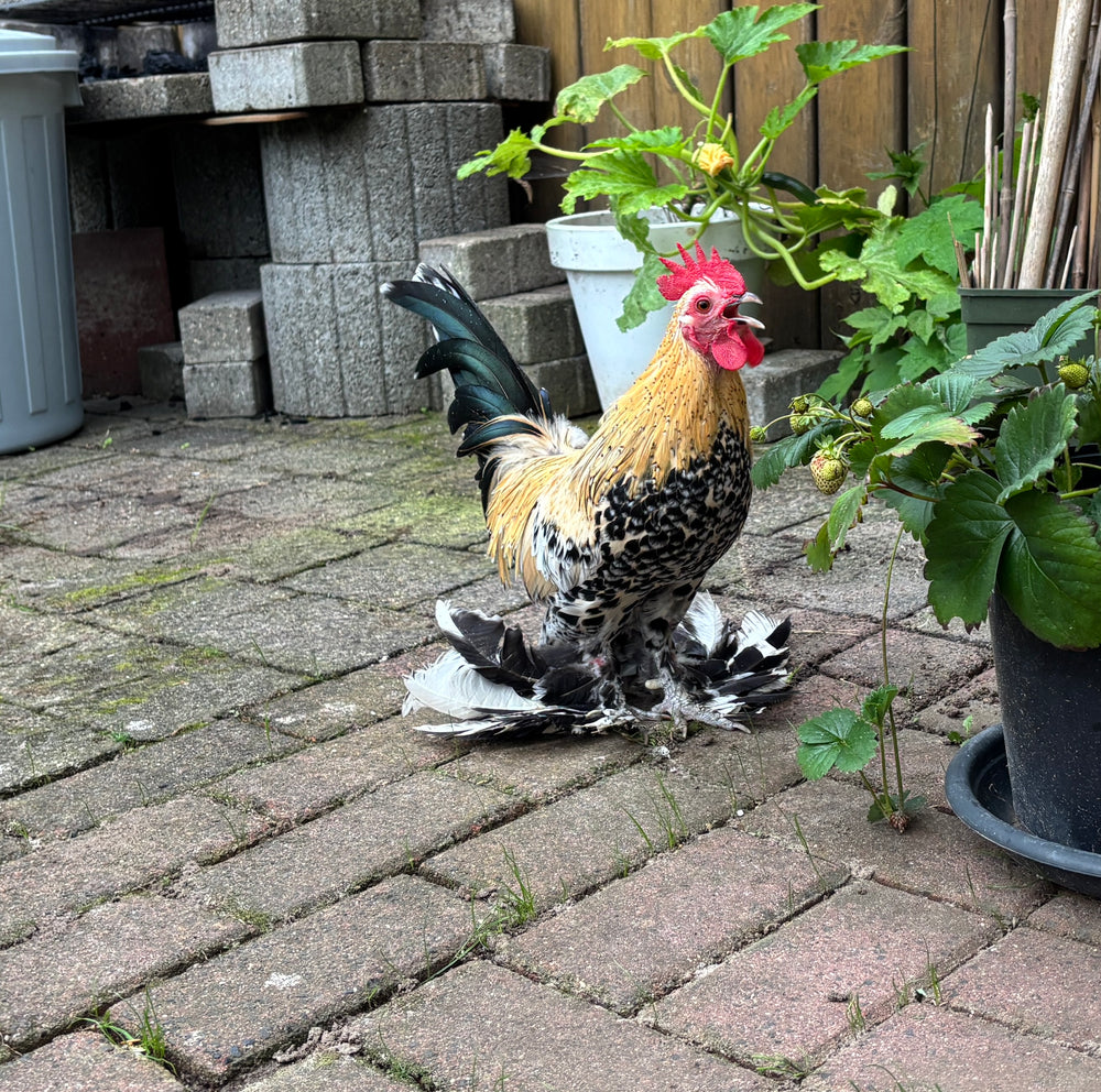 Originalfoto: bunter Zwerghahn mit Federfüßen auf einer gepflasterten Terrasse – Vorlage für die Gravur