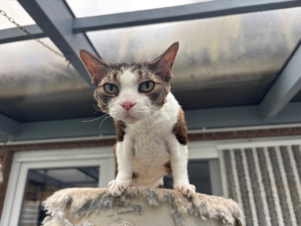 Originalfoto: Katze sitzt auf einem Pfosten unter einem Terrassendach – Vorlage für die Gravur