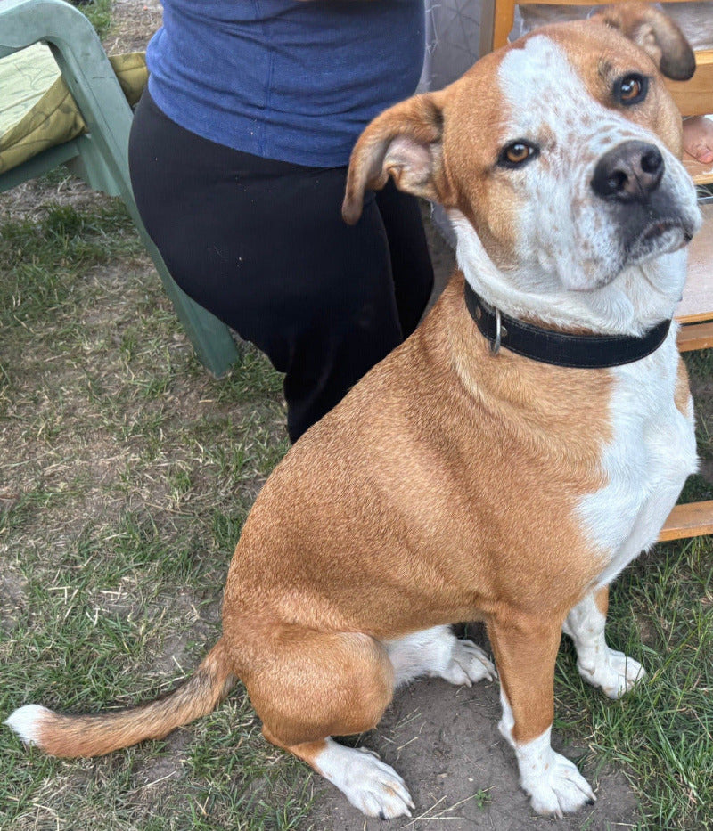 Originalfoto: Hund mit weißer Brust und Halsband sitzt auf einer Wiese – Vorlage für die Gravur