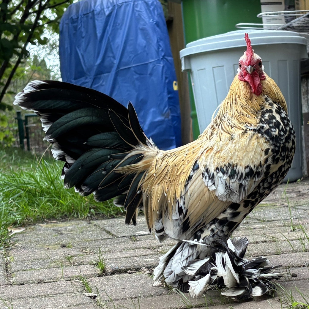 Originalfoto: Hahn auf einer Terrasse zwischen Blumentöpfen
